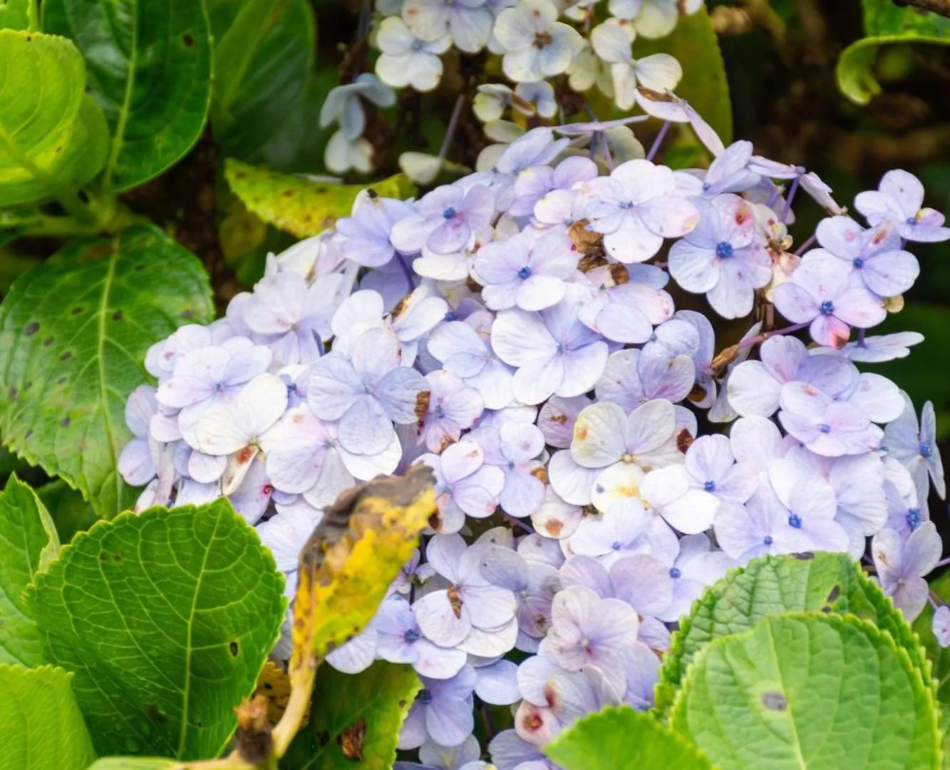 Tranquil Garden - Near Nuwaraeliya Town Bed & Breakfast Nuwara Eliya