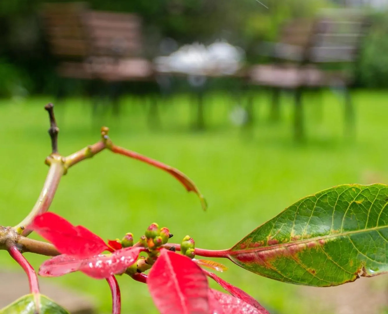 Tranquil Garden - Near Nuwaraeliya Town Bed & Breakfast Nuwara Eliya 0*,