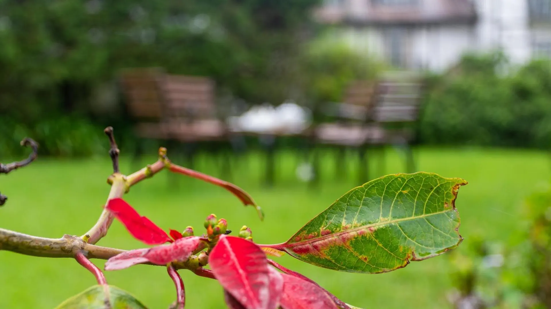 Tranquil Garden - Near Nuwaraeliya Town Bed & Breakfast Nuwara Eliya
